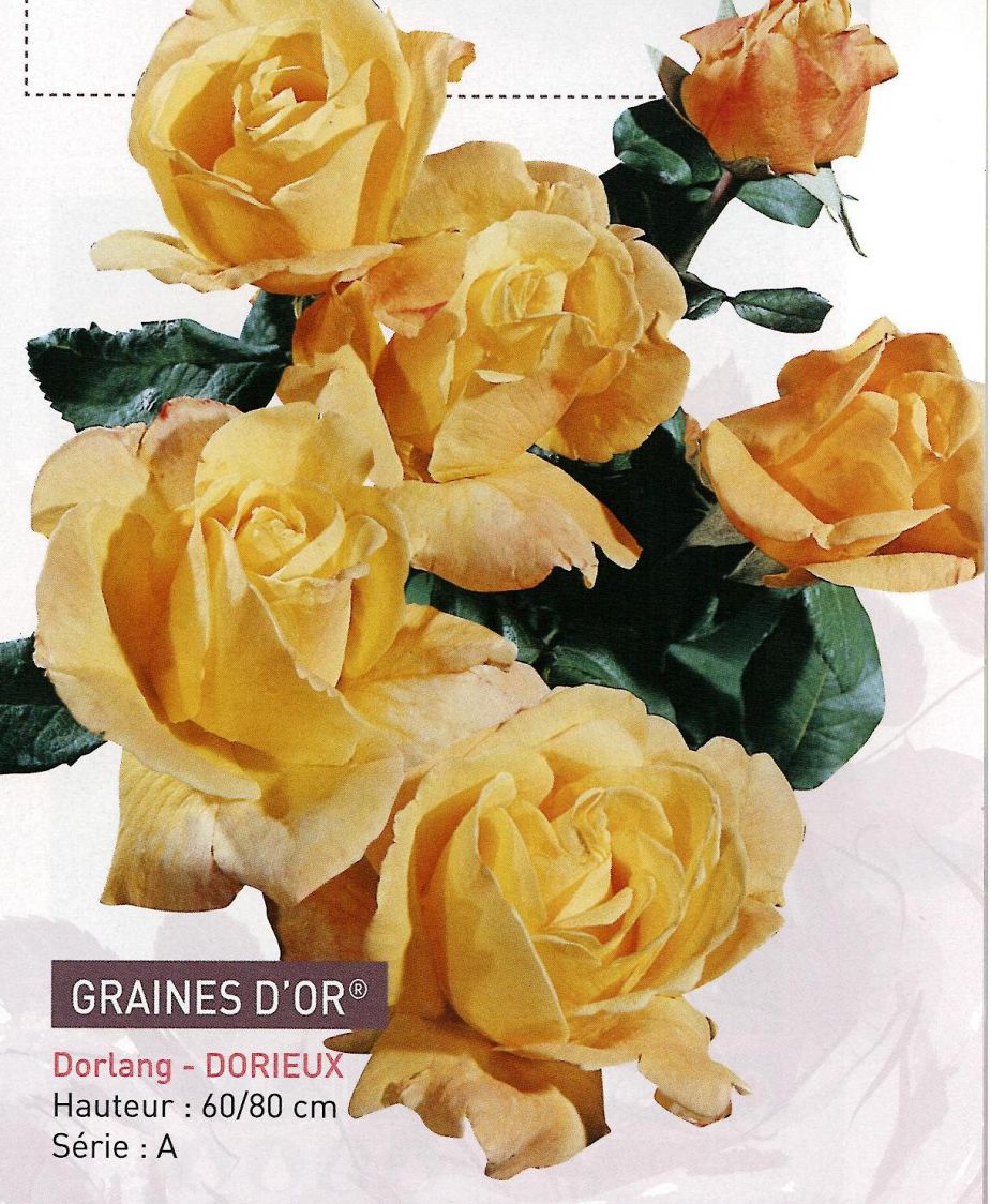 rosier graine d'or